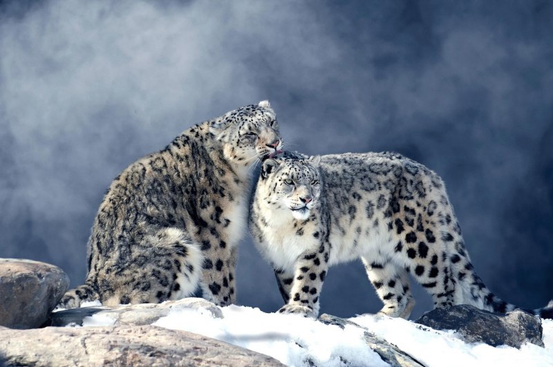 Снежный леопард (45 фото)