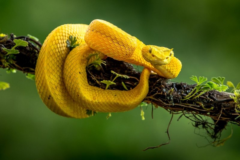 Morelia viridis желтый