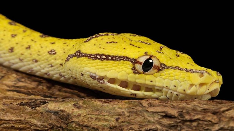 Corallus hortulanus