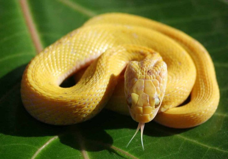 Желтая земляная змея (67 фото)