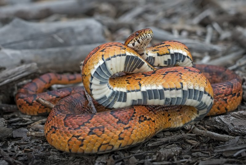 Boiga cyanea