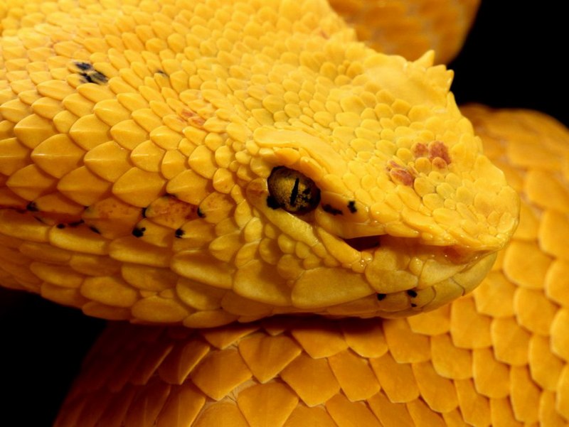 Yellow Eyelash Pit Viper