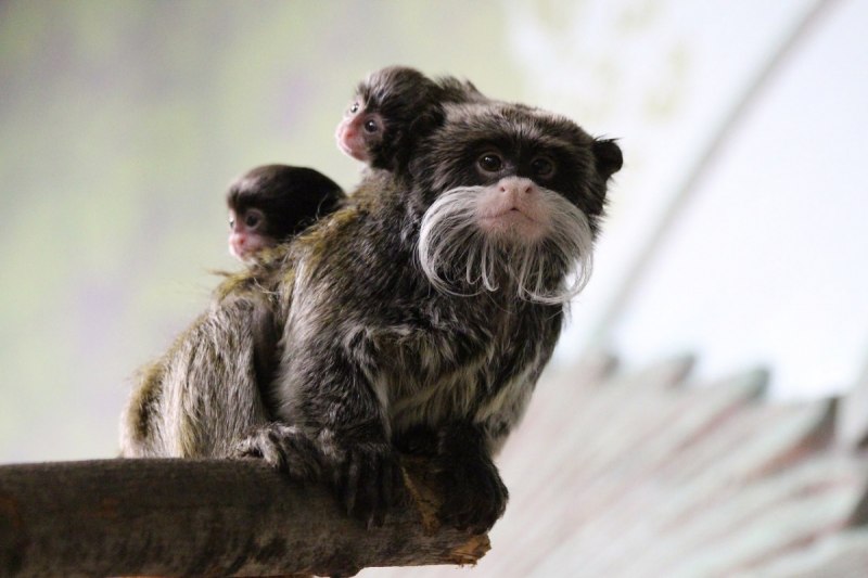 Saguinus mystax mystax
