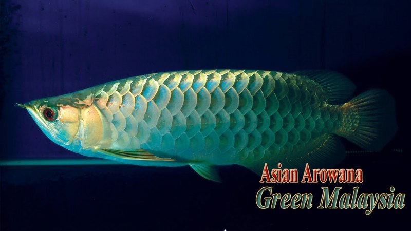 Violet Fusion super Red Arowana
