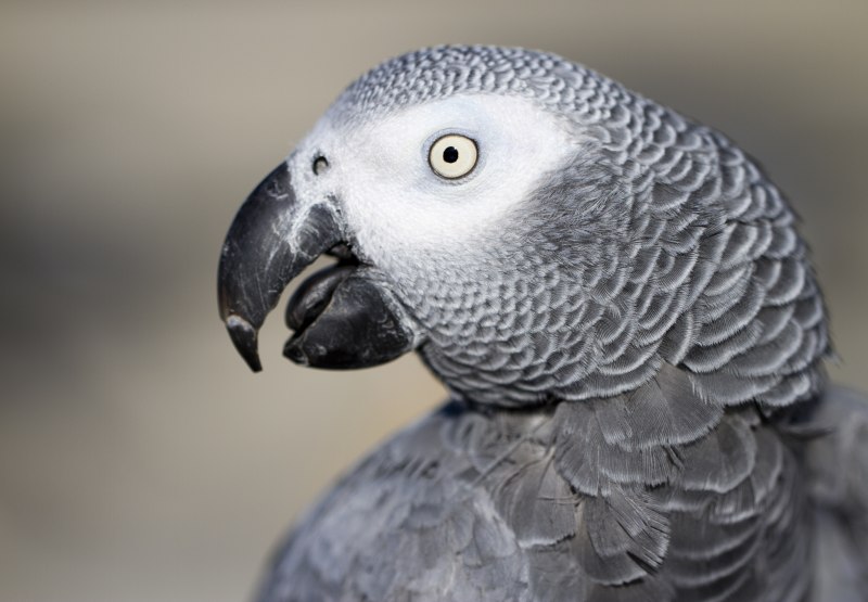 Волнистый попугай Budgie