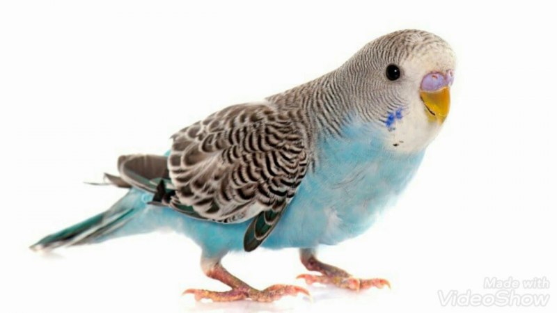 Волнистый попугай Budgie