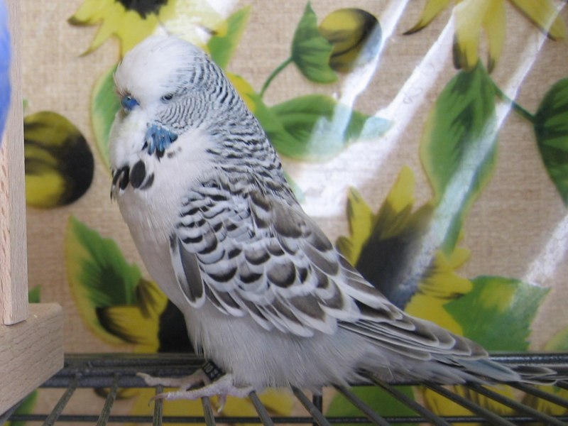 Волнистый попугай серый (70 фото)