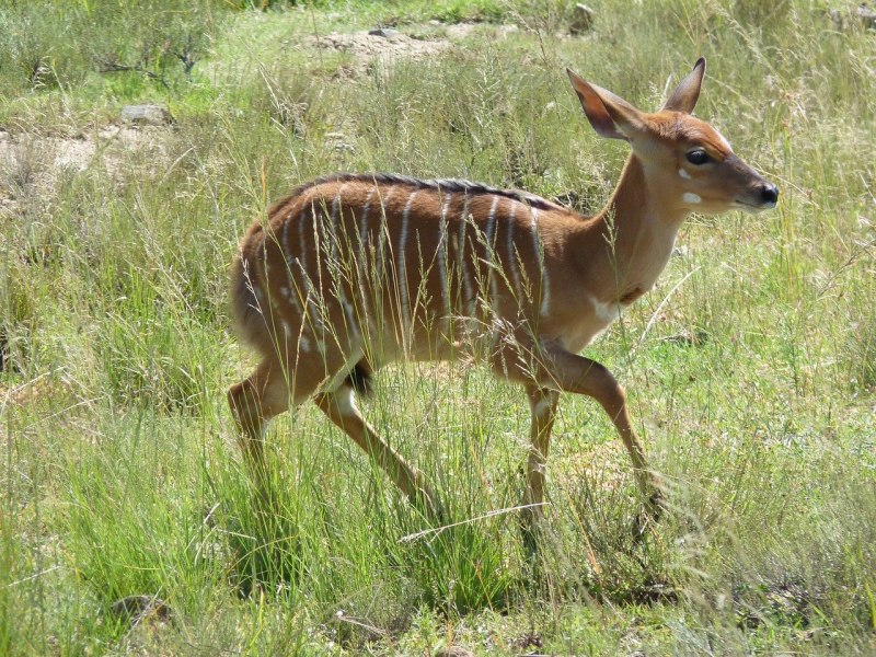 The Lowland Nyala