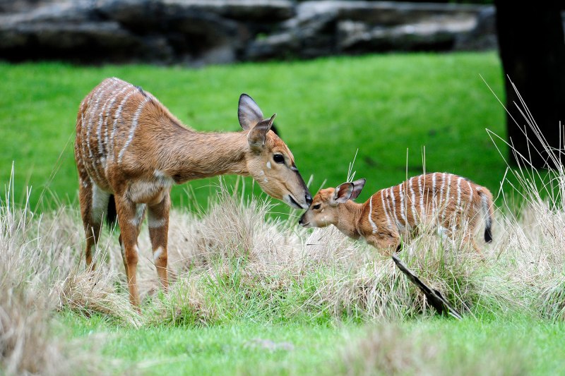 Alcelaphus buselaphus