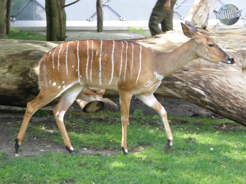 Антилопа Nyala