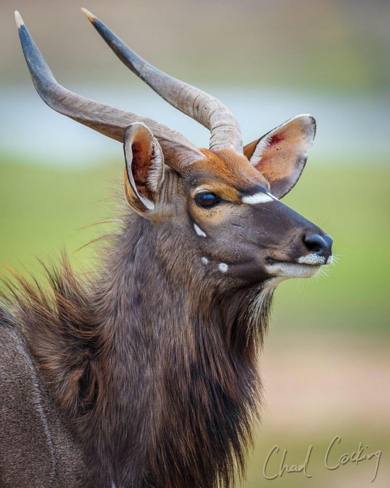 Tragelaphus Buxtoni