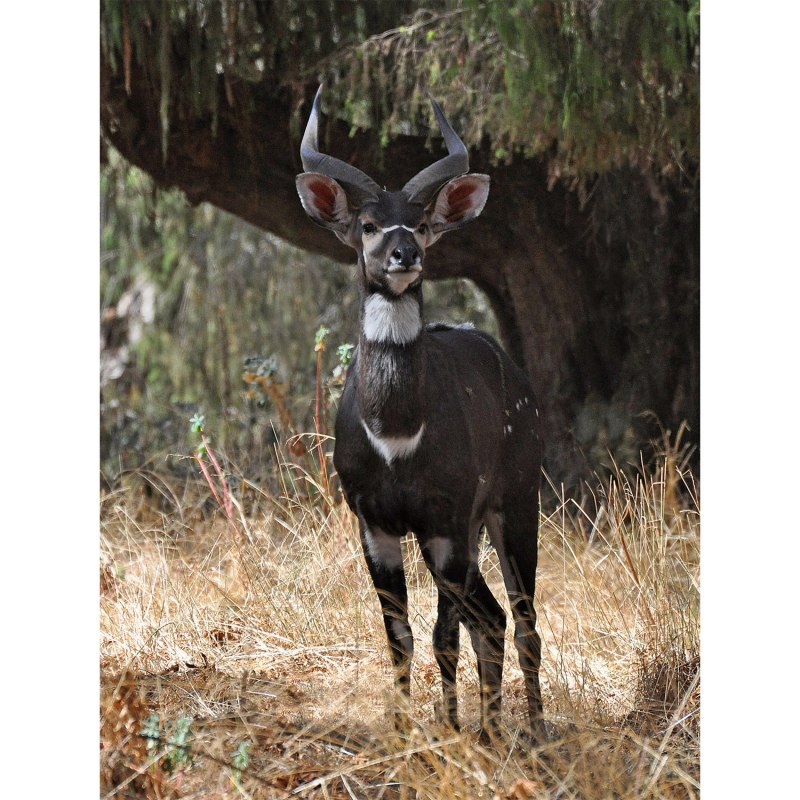  Tragelaphus angasii
