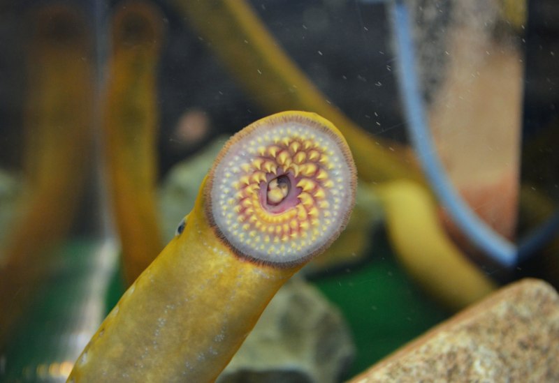 Морская минога (Petromyzon Marinus)