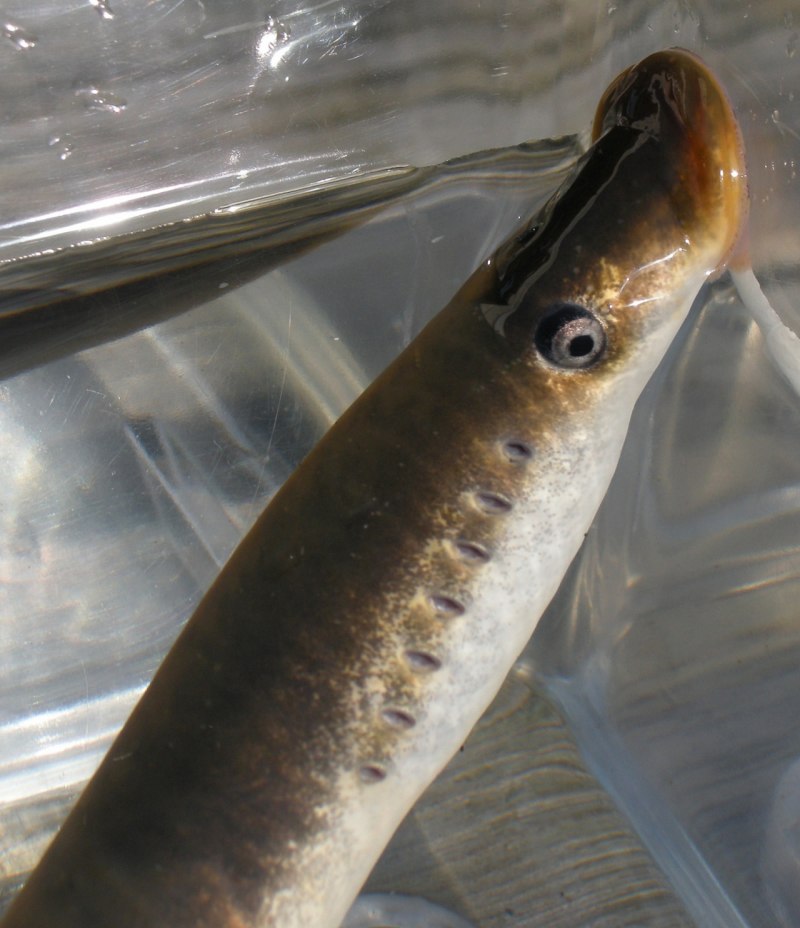 Речная минога Lampetra fluviatilis