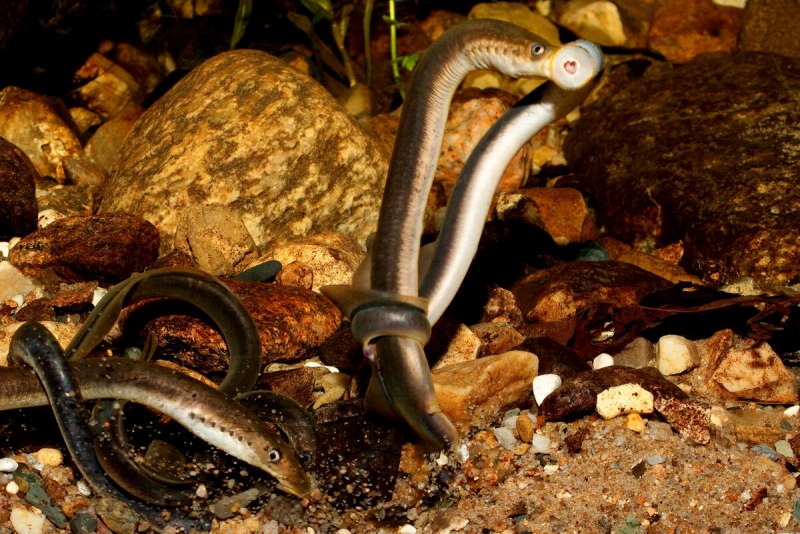 Речная минога Lampetra fluviatilis