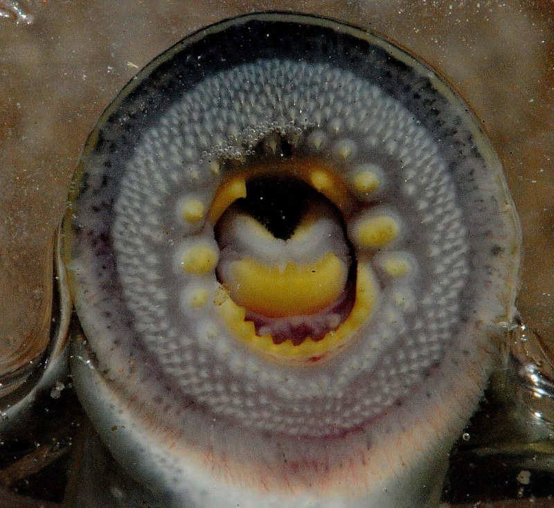 Морская минога (Petromyzon Marinus)