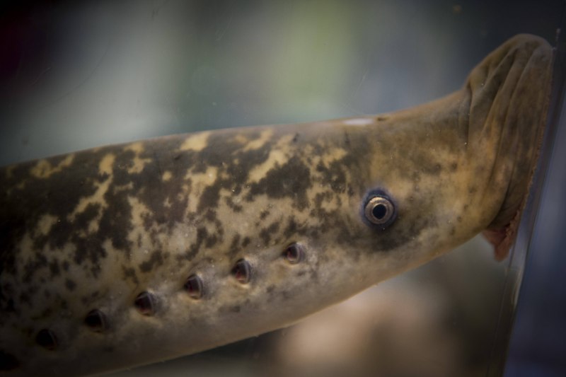 Морская минога (Petromyzon Marinus)