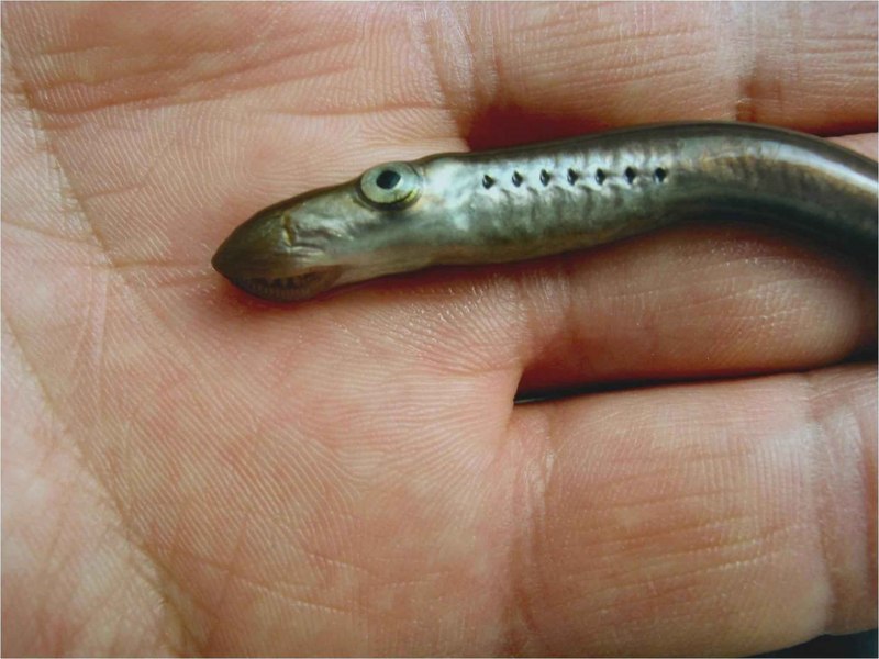 Гигантская морская минога