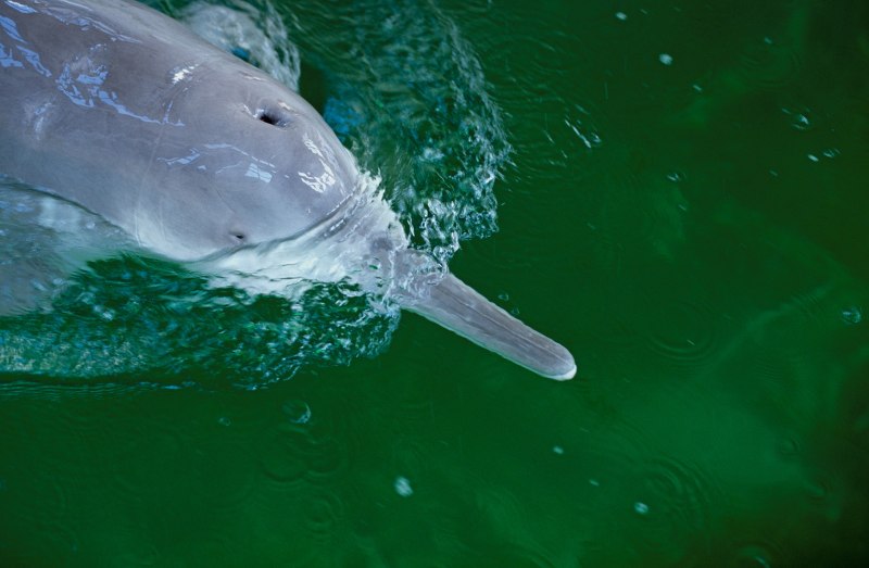 Речной Дельфин Байджи Baiji Dolphin
