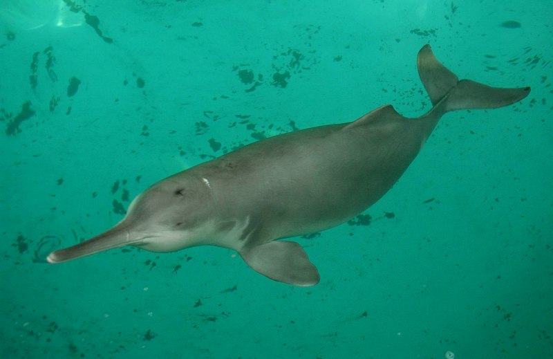 Китайский дельфин (62 фото)