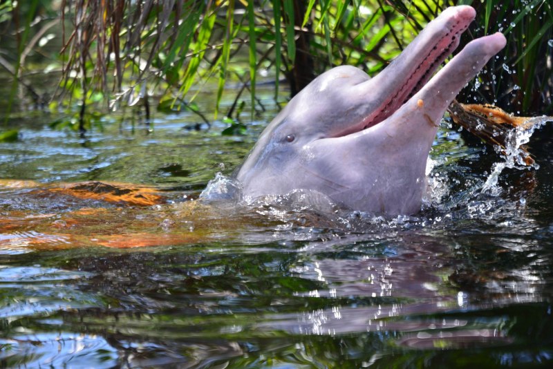 The Yangtze River Dolphin