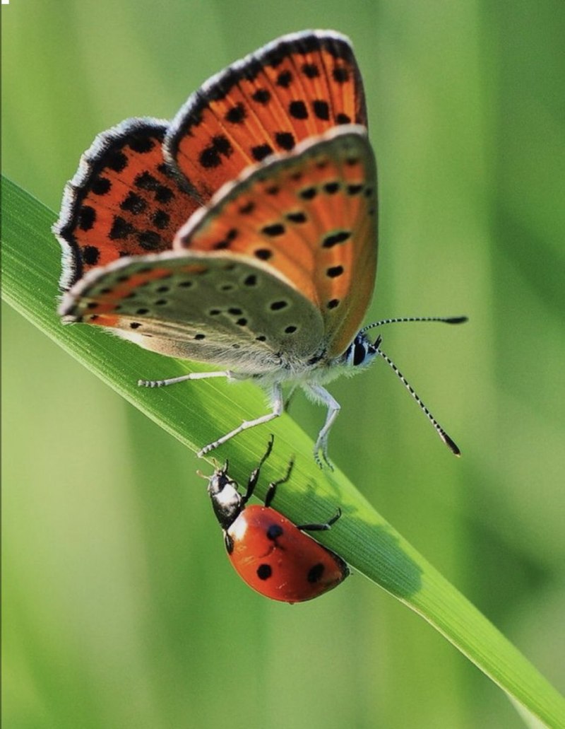 Божья коровка бабочка (60 фото)