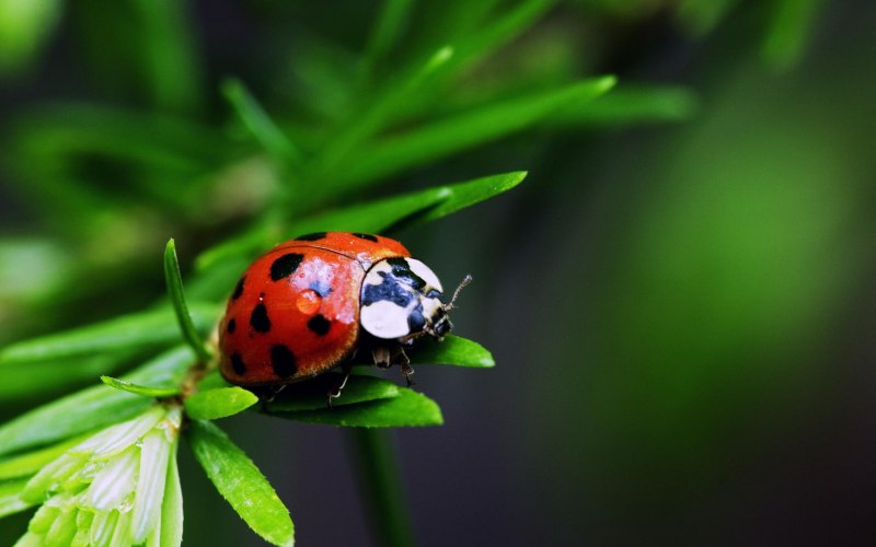 Ladybird Божья коровка