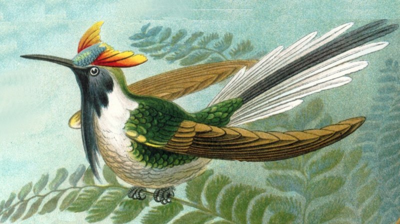Costa's Hummingbird