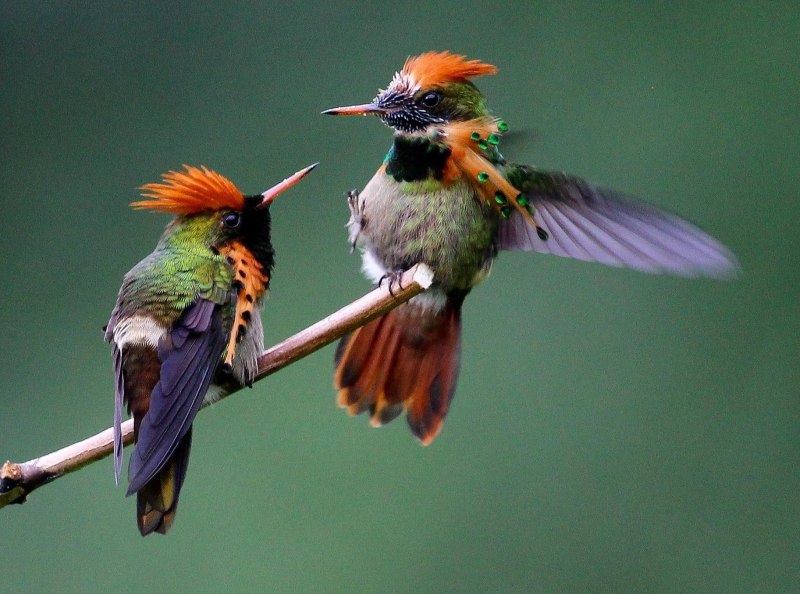 Снежношапочный Колибри (Microchera albocoronata)