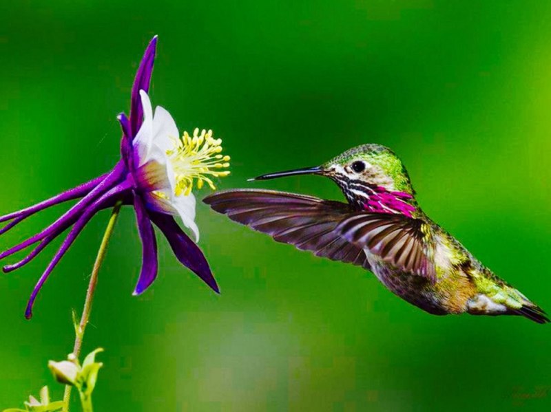 Green Violetear Hummingbird