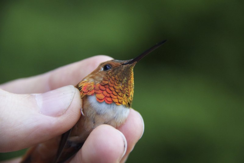 Колибри trochilidae