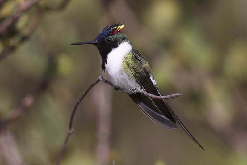 Heliactin bilophus
