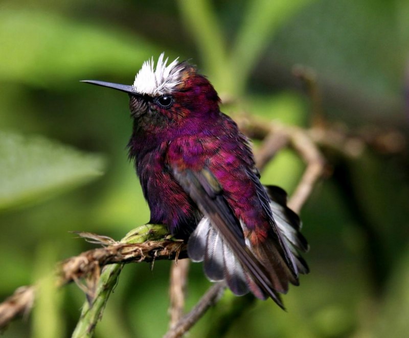Hummingbird hovering