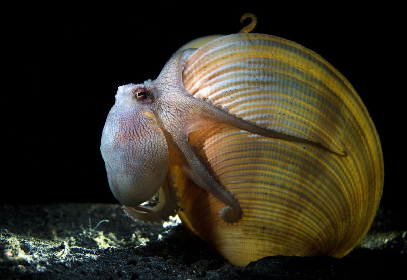 Головоногие приматы моря