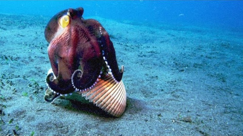 Осьминог морская кошка фото