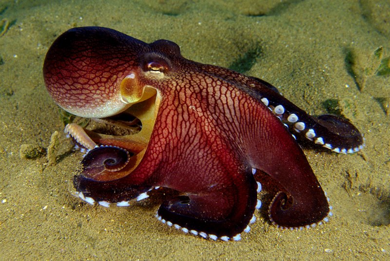 Кокосовый осьминог (Coconut Octopus)