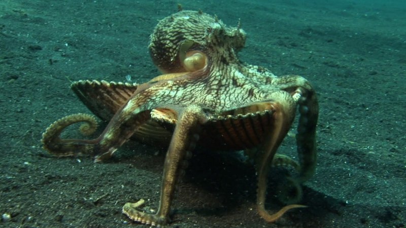 Giant Pacific Octopus