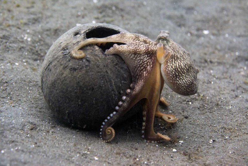 Кокосовый осьминог (Coconut Octopus)