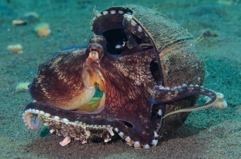 Amphioctopus marginatus