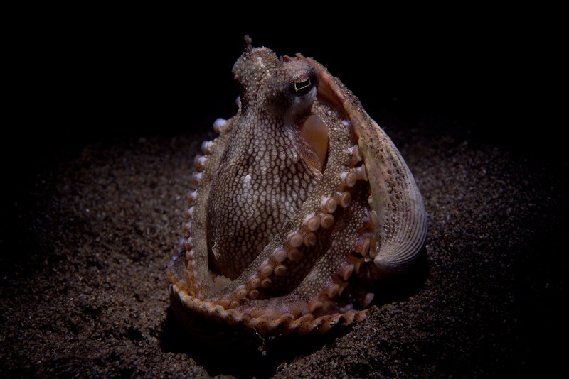 Amphioctopus marginatus