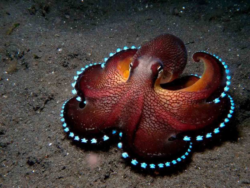 Синекольчатый осьминог ест
