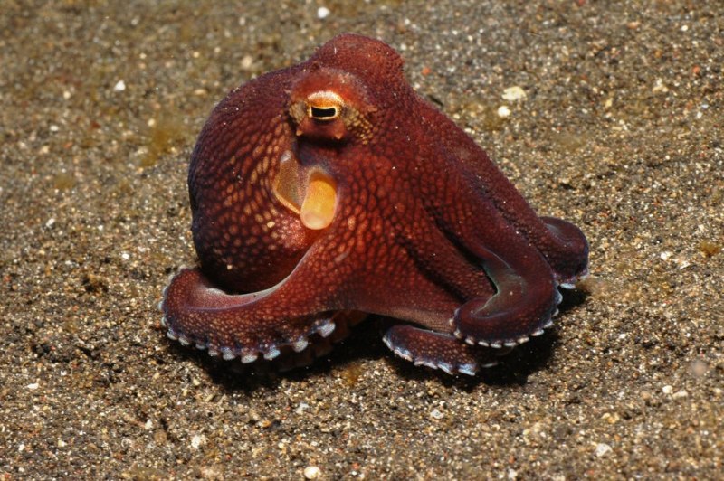 Octopus and Coconut Shell