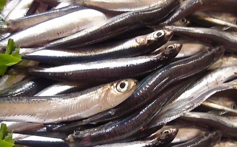 Перуанский анчоус (Engraulis ringens)