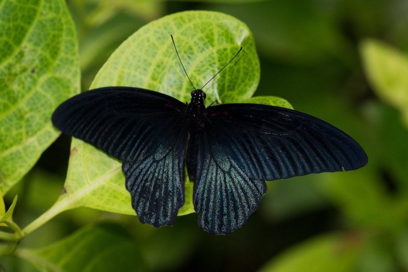 Темная бабочка (58 фото)