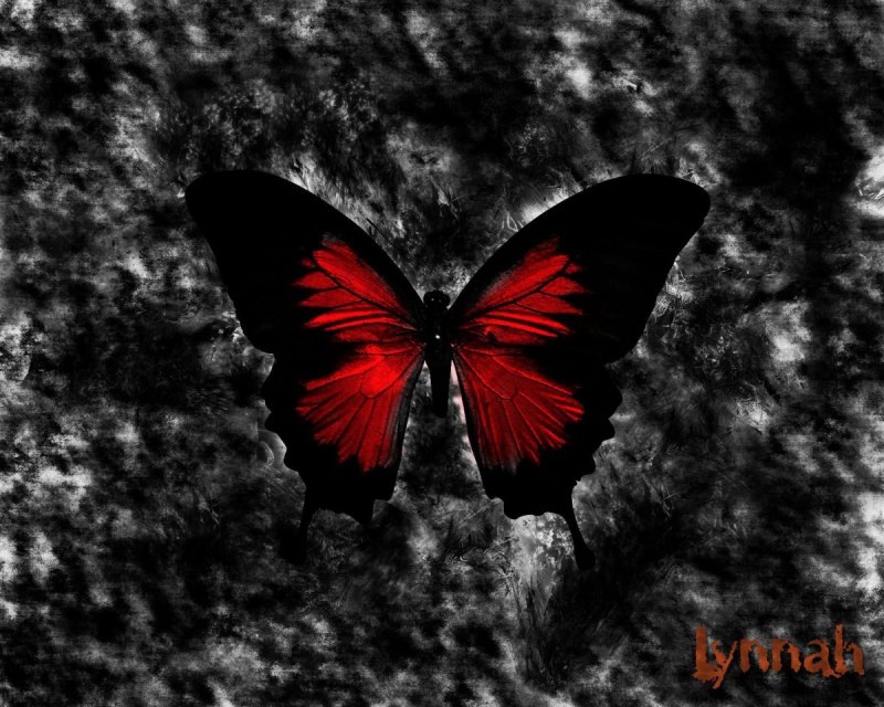 Papilio Polytes парусник