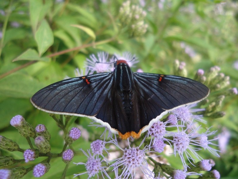 Papilio Rumanzovia semperinus