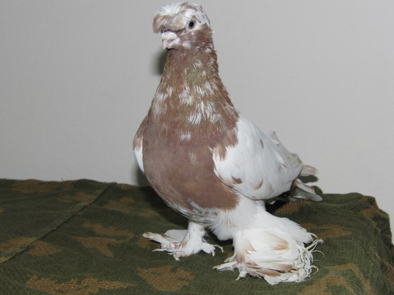 Горлица серая
