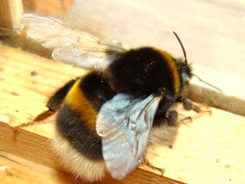 Шмель Bombus pascuorum