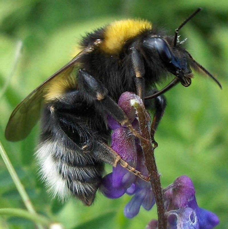 Пчела-плотник обыкновенная (Xylocopa Valga)