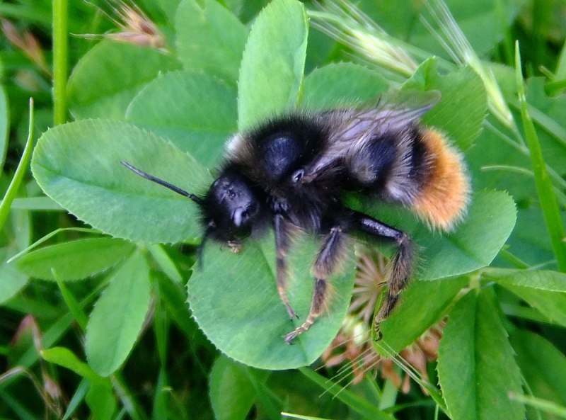 Bombus (Psithyrus) rupestris